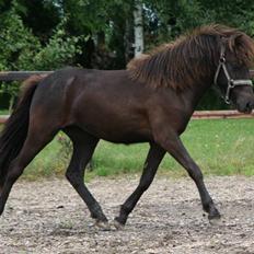 Islænder Frigg fra skovhuset