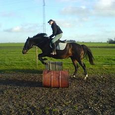 Dansk Varmblod Cassandra 