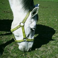 Anden særlig race Cirkeline