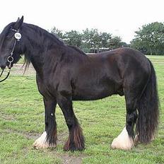 Irish Cob Street Boy Oscar (Ozzy)