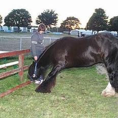 Irish Cob Street Boy Oscar (Ozzy)