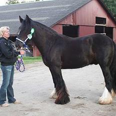 Irish Cob Street Boy Oscar (Ozzy)