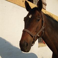 Trakehner Papaya Pleasure