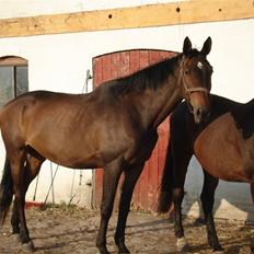 Trakehner Papaya Pleasure