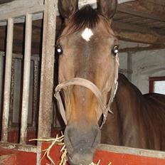 Trakehner Papaya Pleasure