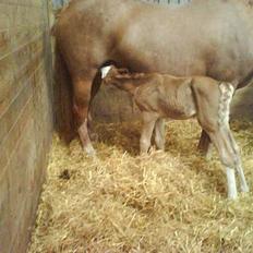 Dansk Varmblod Don Diamante