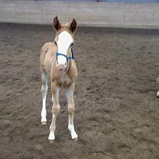 Dansk Varmblod Don Diamante