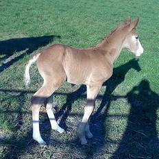 Dansk Varmblod Don Diamante