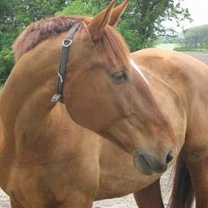 Dansk Varmblod Chateau