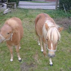 Anden særlig race Lady