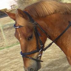 Anden særlig race Reebok´s Basse *Himlens*