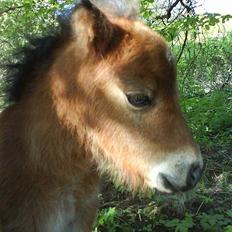 Shetlænder Nellie