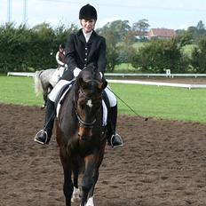 Dansk Varmblod Lundhede's Pricado R.I.P
