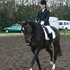 Dansk Varmblod Lundhede's Pricado R.I.P