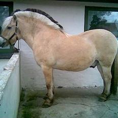 Fjordhest Vestergaardens Lukas