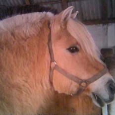 Fjordhest Vestergaardens Lukas