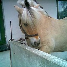 Fjordhest Vestergaardens Lukas