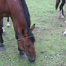 Traver AVANTI BRO  - R.I.P