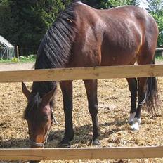 Traver AVANTI BRO  - R.I.P