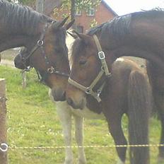 Traver AVANTI BRO  - R.I.P