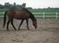 Trakehner Papaya Pleasure