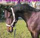 Standardbred Nathaly Prophet (S)