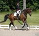 Dansk Varmblod Lundhede's Pricado R.I.P