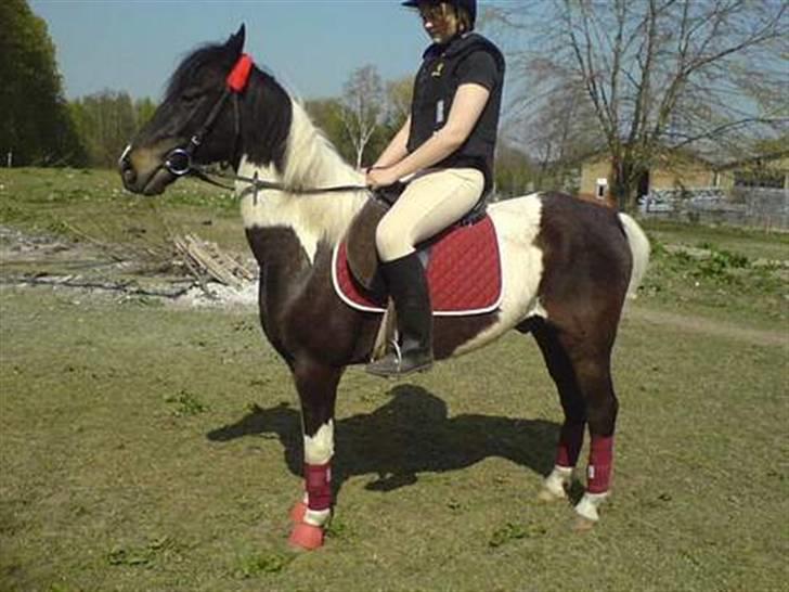 Anden særlig race Hunter  billede 1