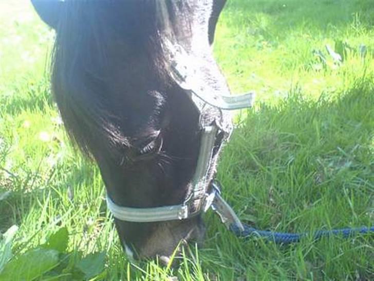 Anden særlig race Hunter  billede 2