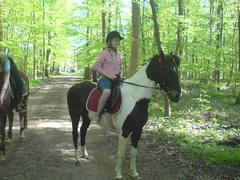 Anden særlig race Hunter  - her rider Siw på mig <3 billede 6