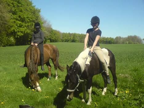 Anden særlig race Hunter  - Her rider Fie på mig, sammen med Mathilde på Spirit billede 7
