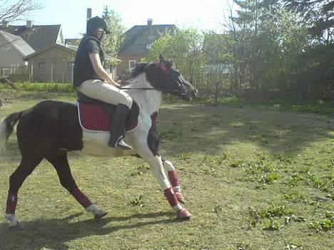 Anden særlig race Hunter  - Her galopere Line på Mig  billede 8