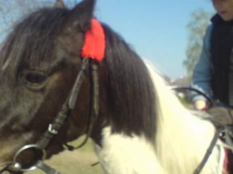 Anden særlig race Hunter  billede 9