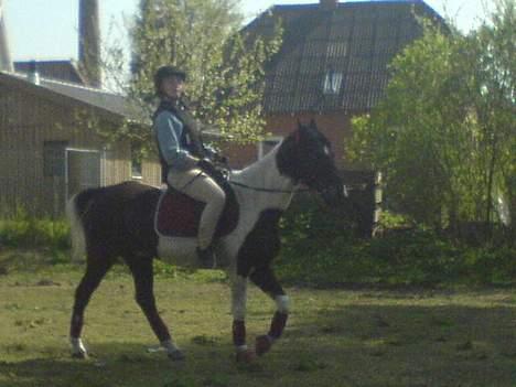 Anden særlig race Hunter  - Her rider Fie på Mig <3 billede 10