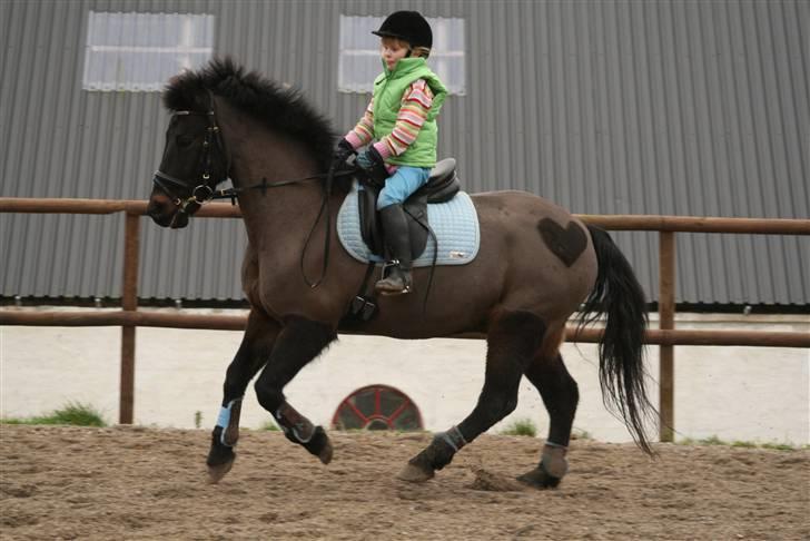 Anden særlig race Bailando "Frederik/Frede" - Bailando og Laura på 7 år træner på vores ridebane den 19. februar 2008. billede 1