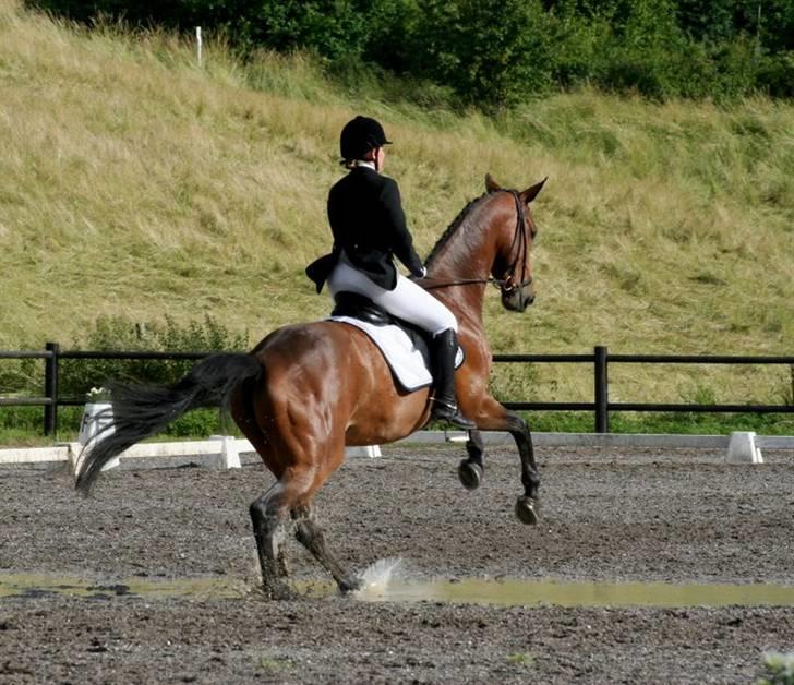 Holstener Cypresgårdens Macon <3 - springhest? tjah det er macon i hvert fald, når der er vandpytter på banen. man skulle jo nødigt få våde fusser ;) juli 2007 foto: naha billede 18