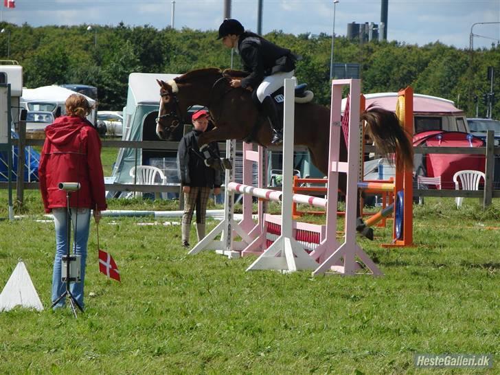 New Forest ATHENA - athena? jeg vil aldrig miste dig! billede 20