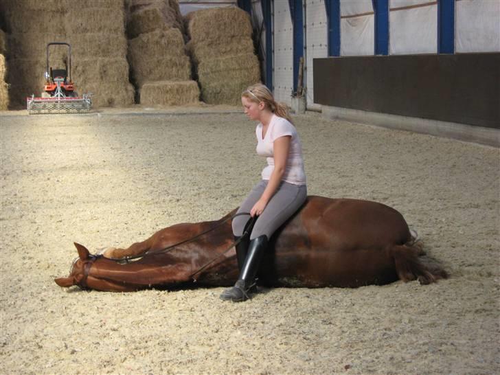 Knabstrupper Zolon - dygtig dreng (; billede 9
