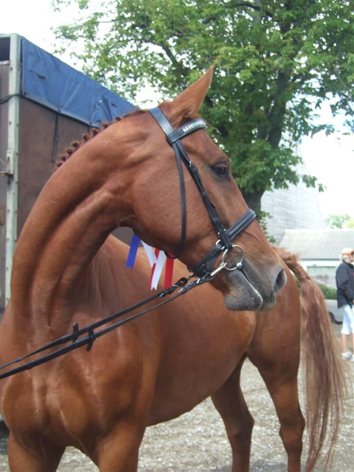 Knabstrupper Zolon - MYBABY BOY billede 2