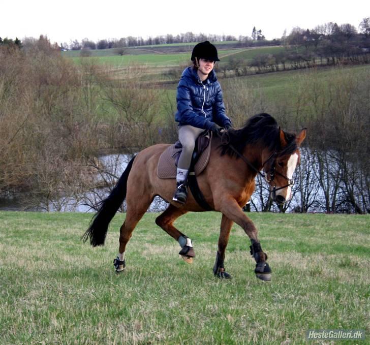 Tysk Sportspony Kong Arthur <3 - 6# Forårstur! (: billede 6