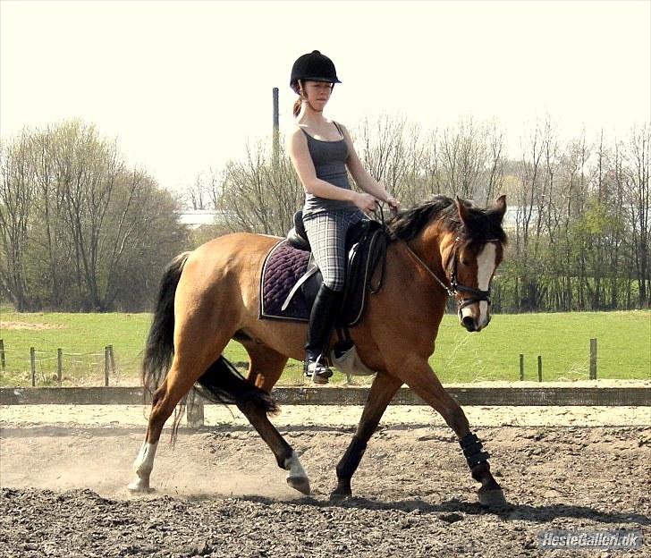 Tysk Sportspony Kong Arthur <3 - 9# Arthur og jeg rider udendørs på Trøstruplund, med undervisning af Stinna <3 Fotograf: Anna Skov Larsen billede 9