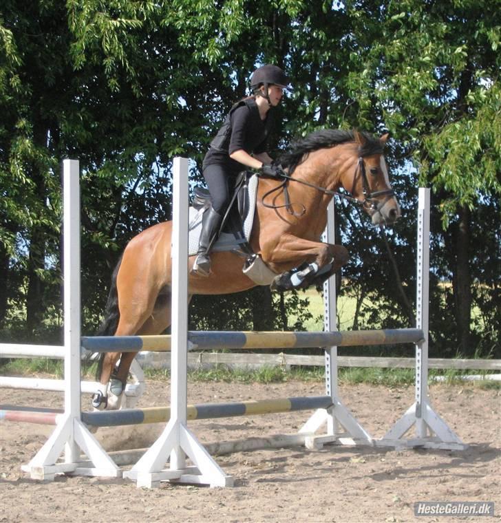 Tysk Sportspony Kong Arthur <3 - 11# Yeee! Så kører det x)Fotograf: Anna Skov Larsen billede 11
