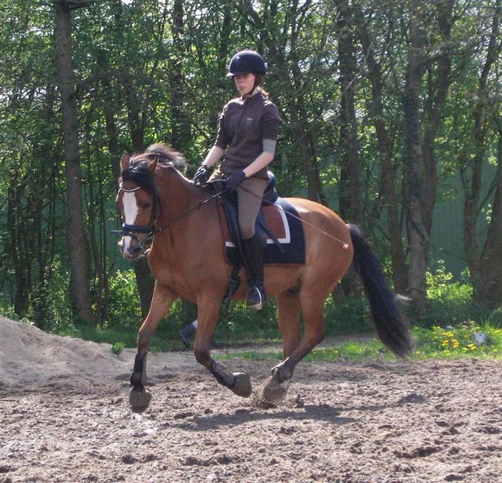 Tysk Sportspony Kong Arthur <3 - 12# Mig & Arthur rider dressur på banen (: - Fotograf: Anna Skov Larsen billede 12