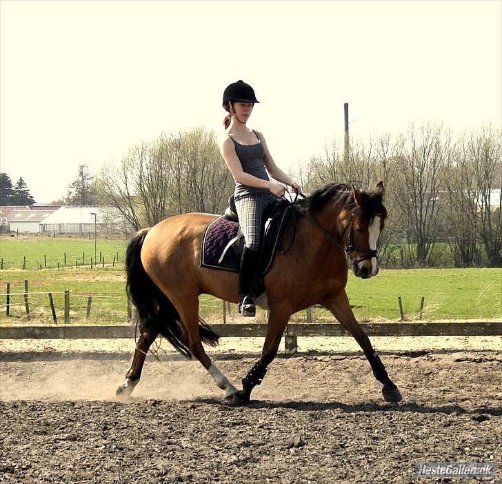 Tysk Sportspony Kong Arthur <3 - 13# Søde Konge <3 Fotograf: Anna Skov Larsen billede 13