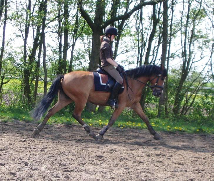 Tysk Sportspony Kong Arthur <3 - 15# Waaaauv! Min lille pony er blevet god til de øgninger! ;p - Fotograf: Anna Skov Larsen  billede 15