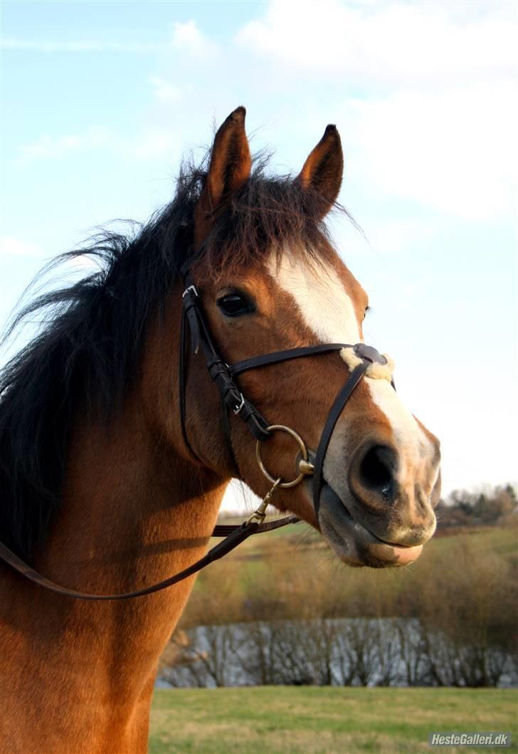 Tysk Sportspony Kong Arthur <3 - 16# Se lige hans enormt søde mule! :p <3 billede 16