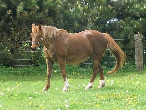 New Forest Lollipop - fluer ? forsvind for mig billede 1