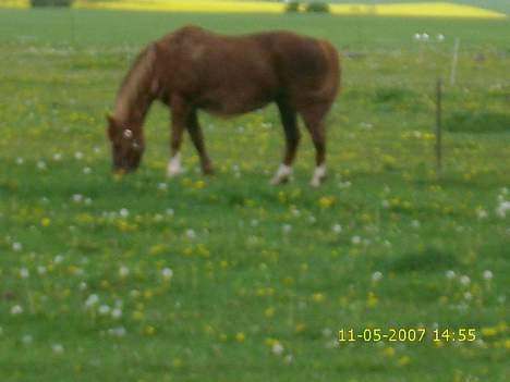 New Forest Lollipop - græs græs noget bedre ? nej billede 2
