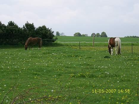 New Forest Lollipop - fine er vi jo billede 3