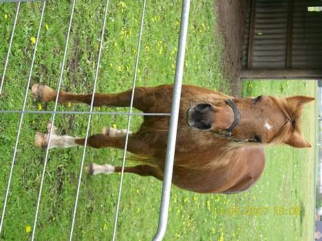 New Forest Lollipop - Hvor går du hen Osakr billede 4